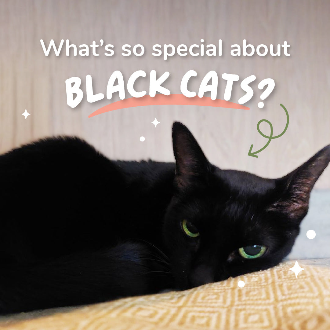 Cat Breeds: Black Cats – Neko Neko