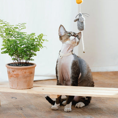 Wetnose Mouse & Cheese Cat Toy