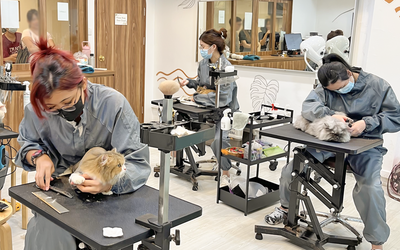 (Weekend) Professional Grooming Class | Module 2 (12 Classes)