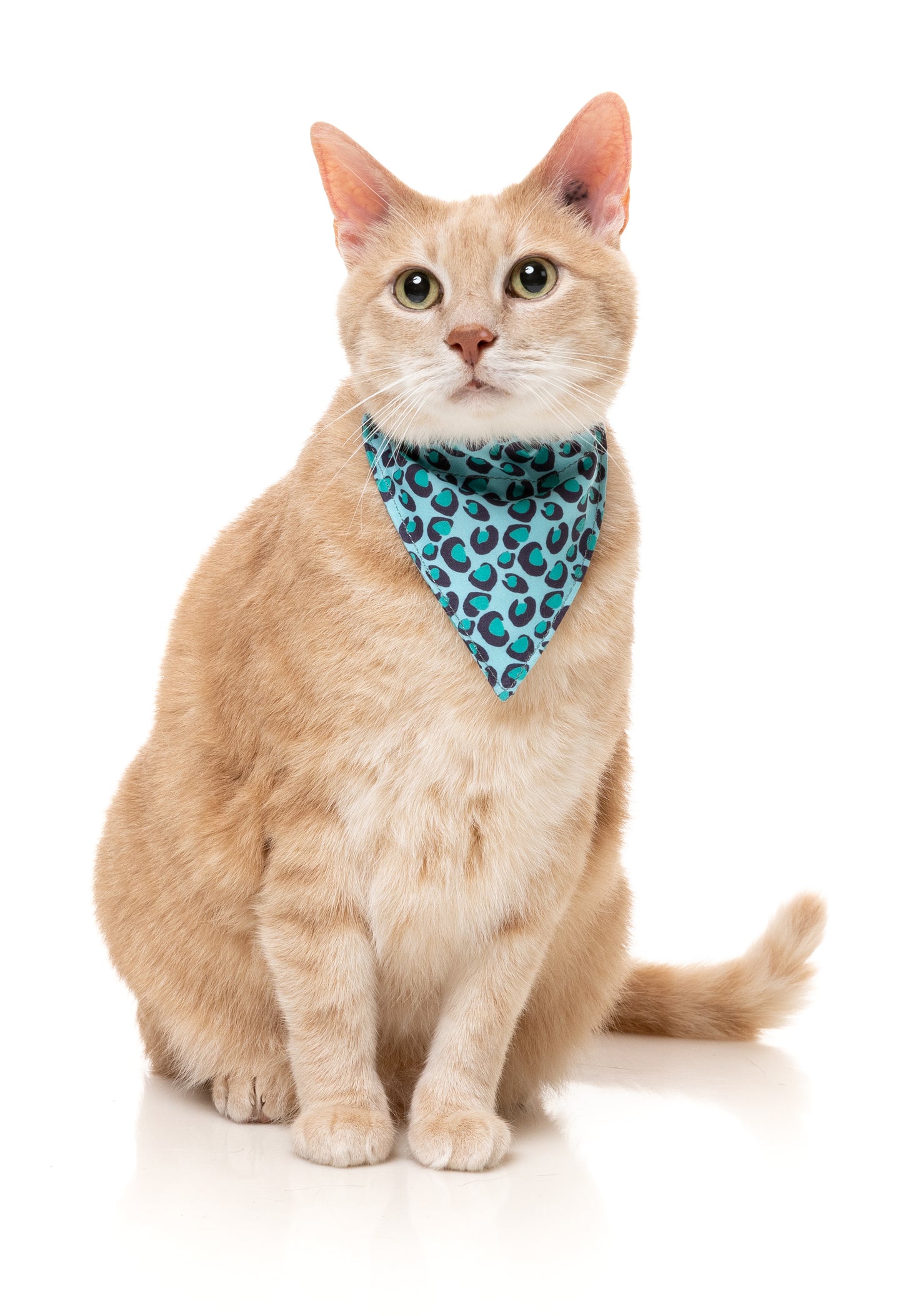 FuzzYard Cat Collar, Bandana & Bowtie Fashion Pack (assorted designs)