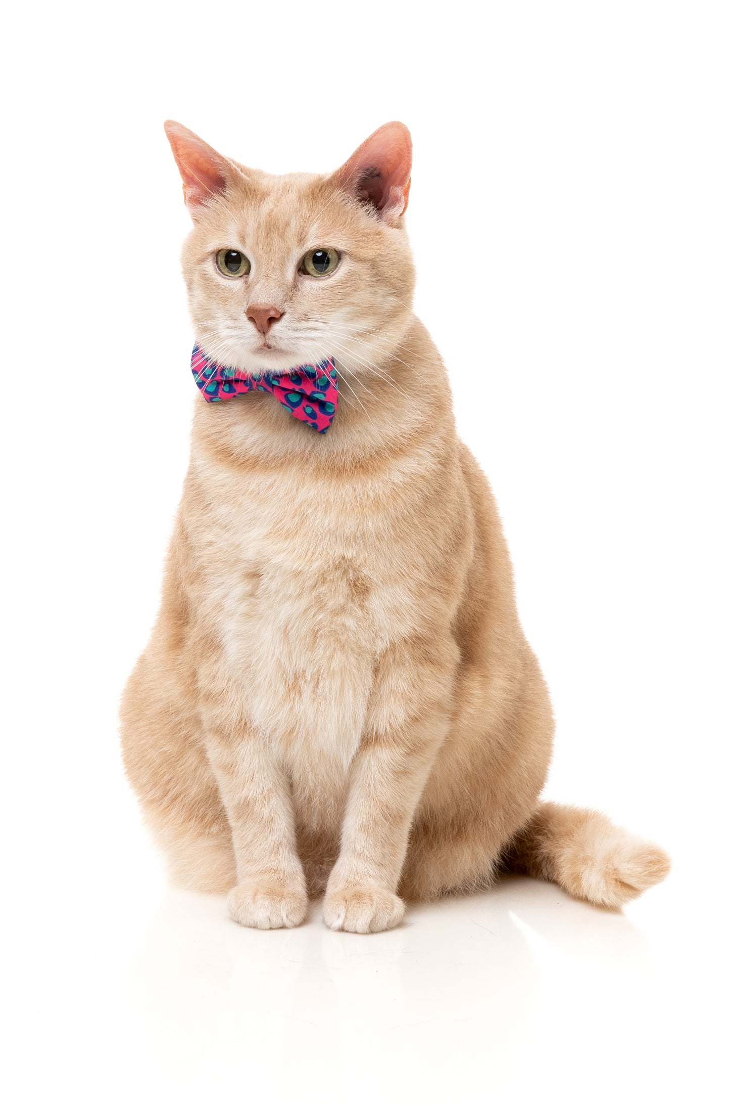 FuzzYard Cat Collar, Bandana & Bowtie Fashion Pack (assorted designs)