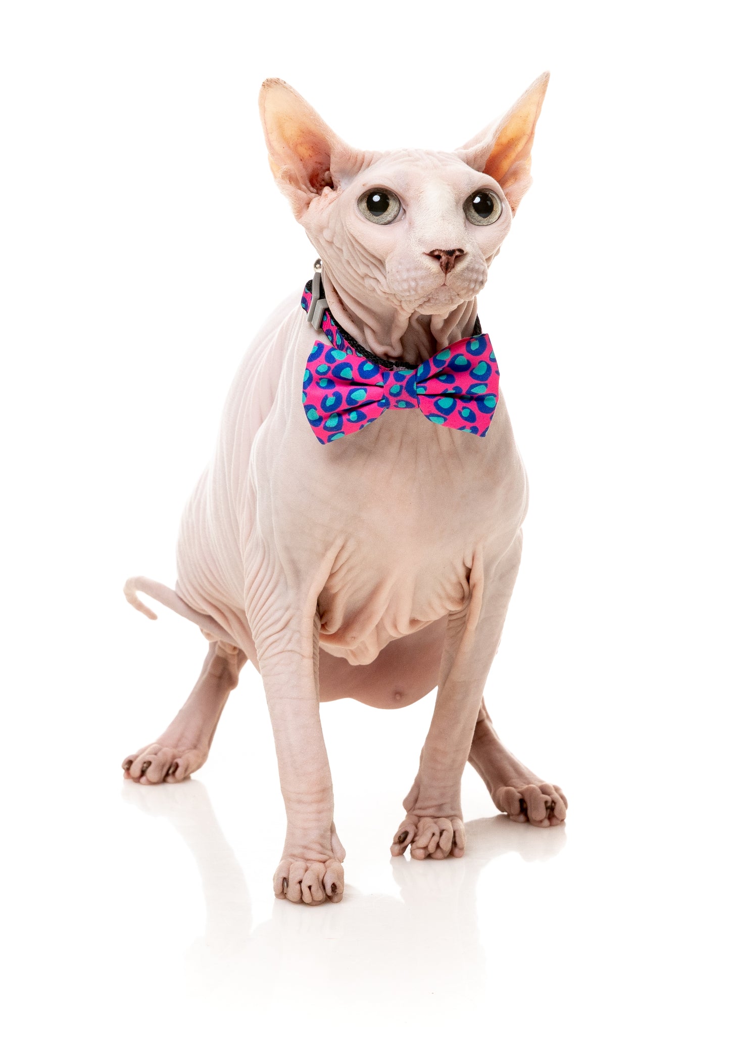 FuzzYard Cat Collar, Bandana & Bowtie Fashion Pack (assorted designs)