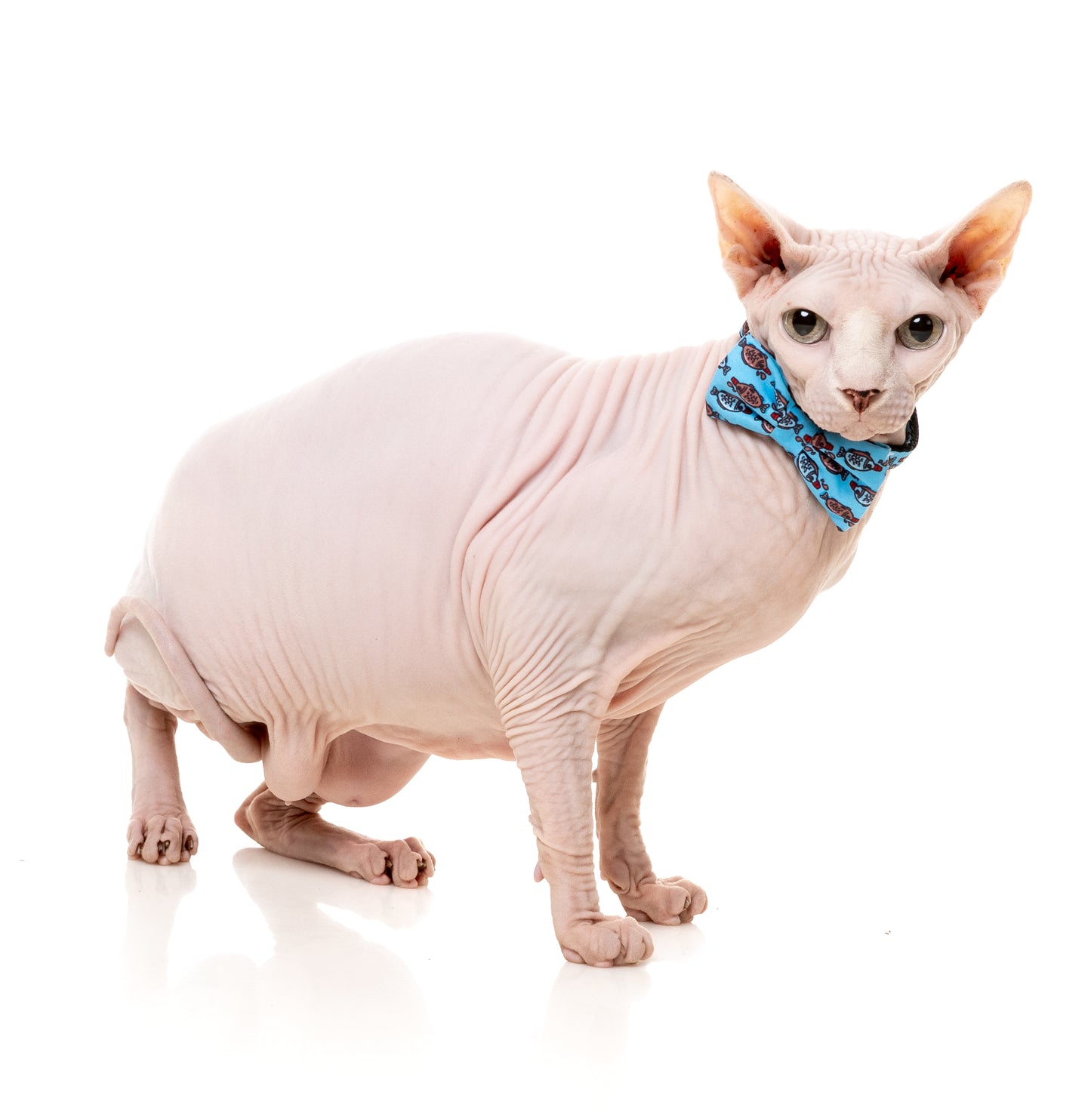 FuzzYard Cat Collar, Bandana & Bowtie Fashion Pack (assorted designs)