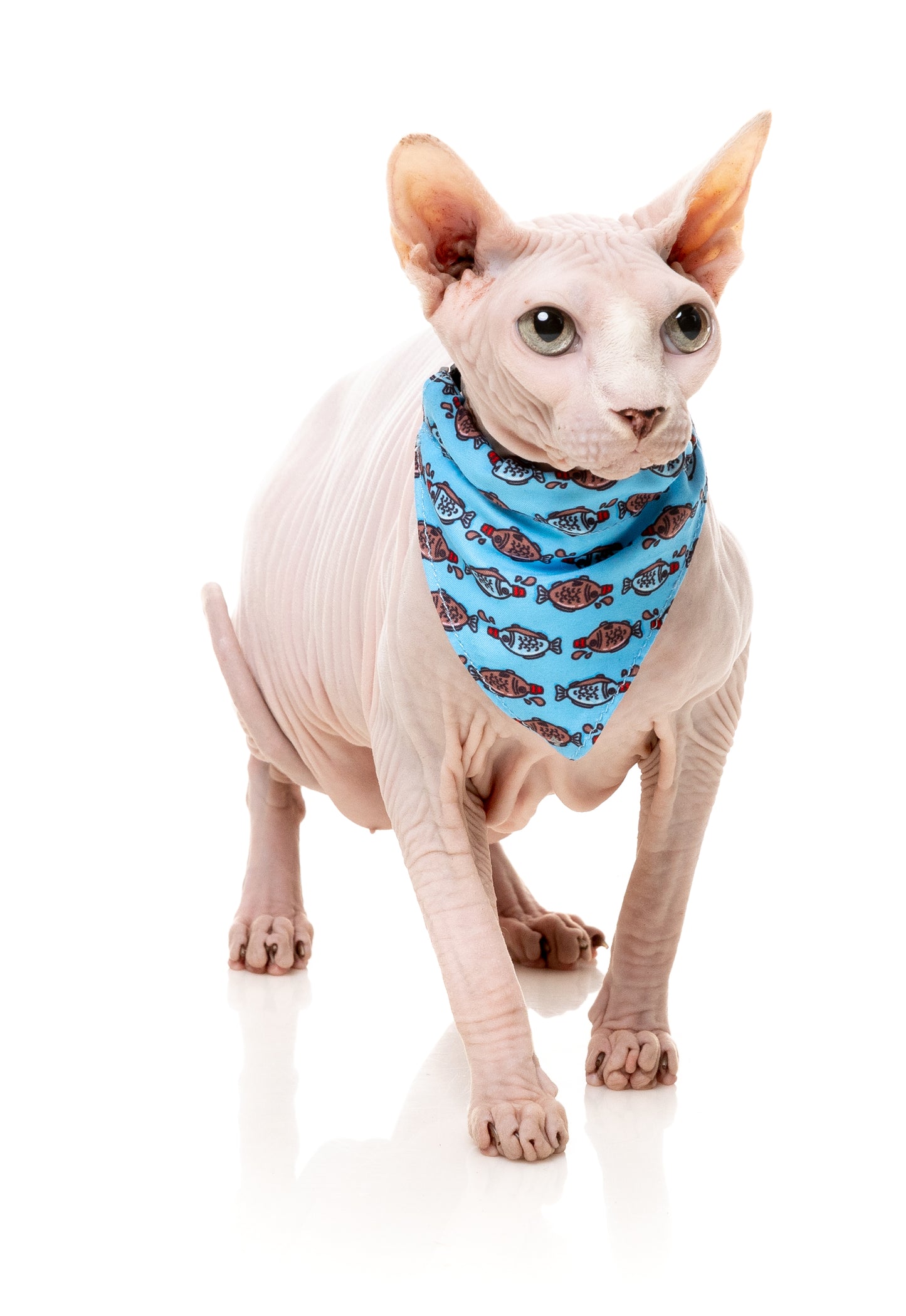 FuzzYard Cat Collar, Bandana & Bowtie Fashion Pack (assorted designs)