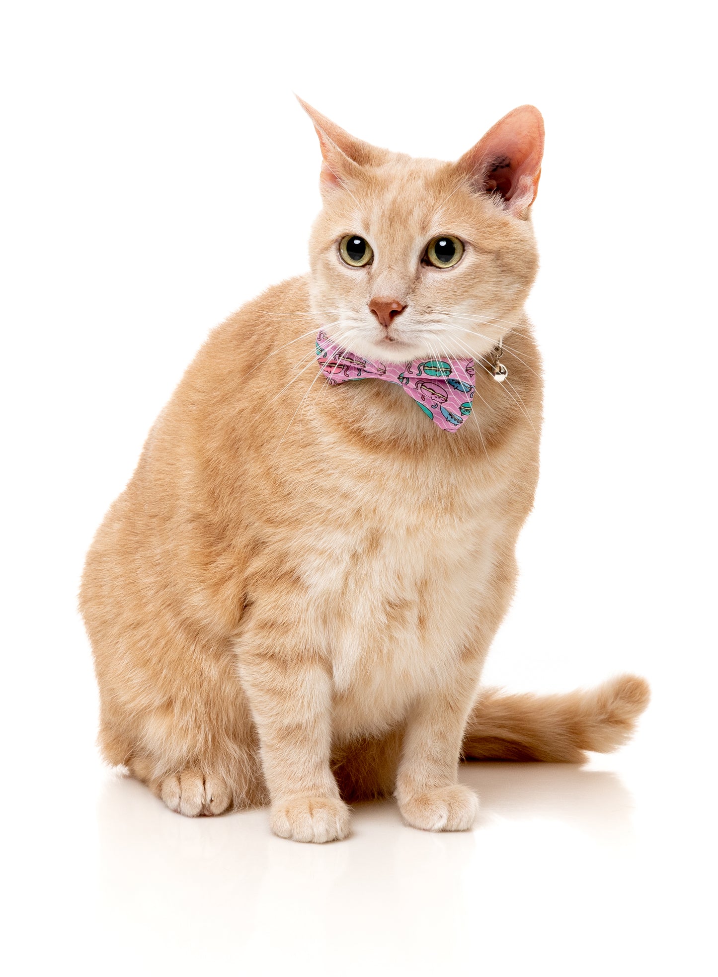 FuzzYard Cat Collar, Bandana & Bowtie Fashion Pack (assorted designs)