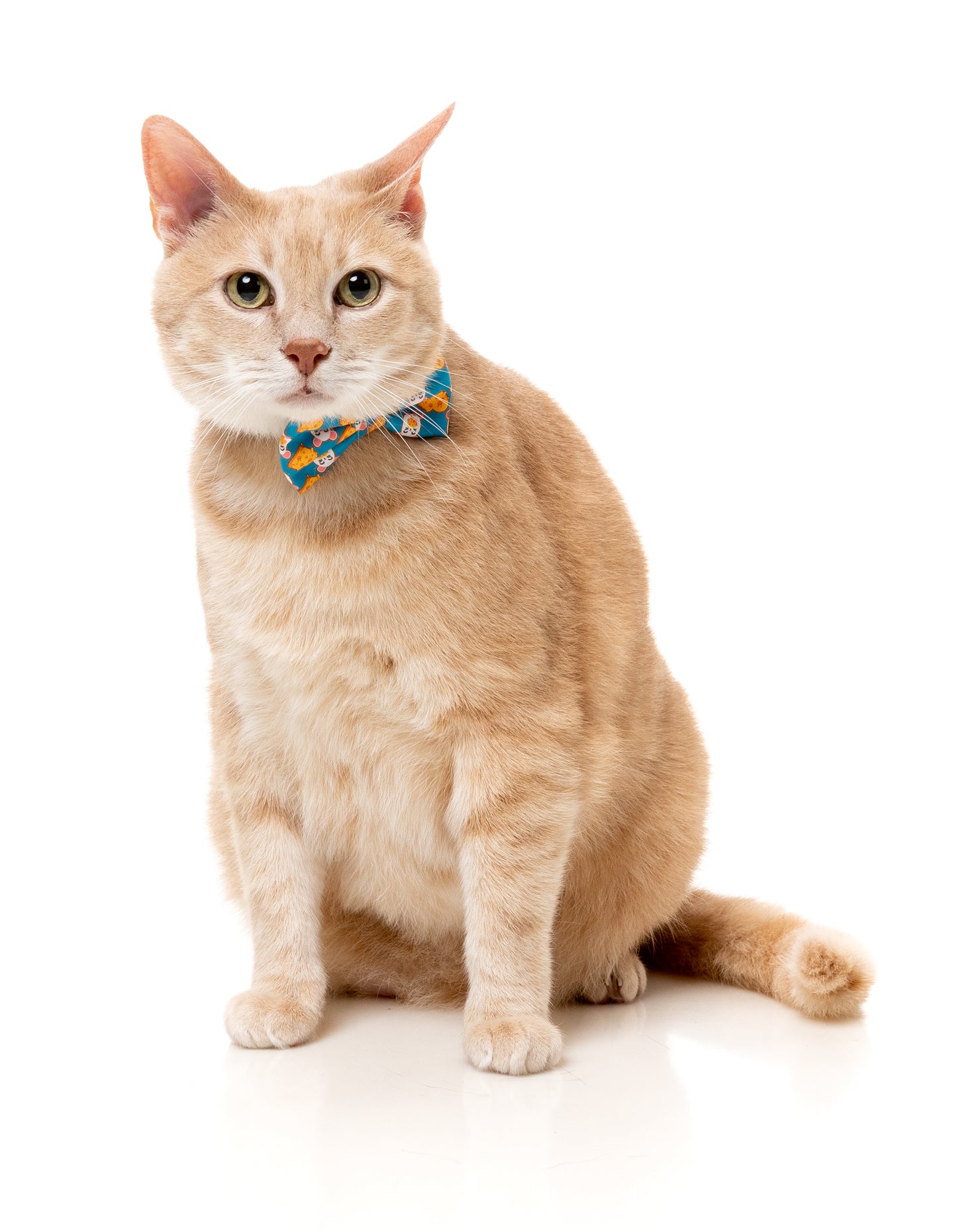 FuzzYard Cat Collar, Bandana & Bowtie Fashion Pack (assorted designs)