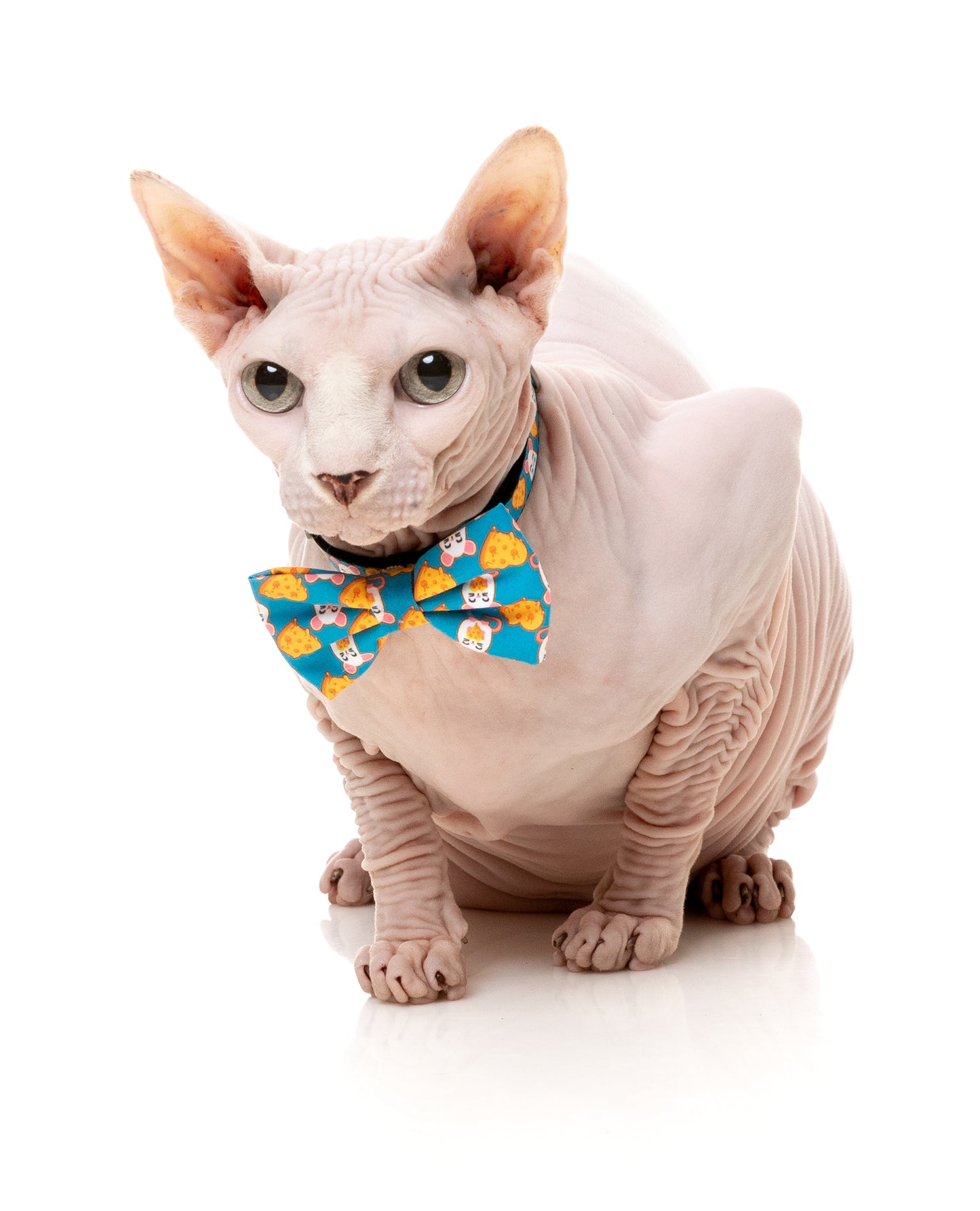 FuzzYard Cat Collar, Bandana & Bowtie Fashion Pack (assorted designs)