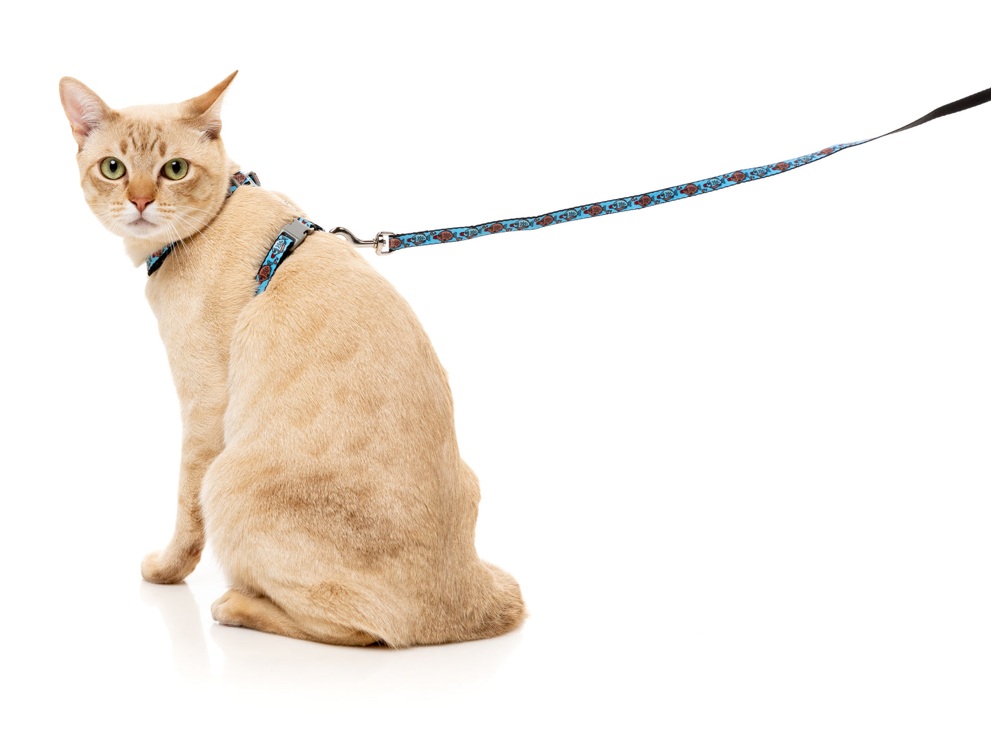 FuzzYard Cat Walking Set (assorted designs)