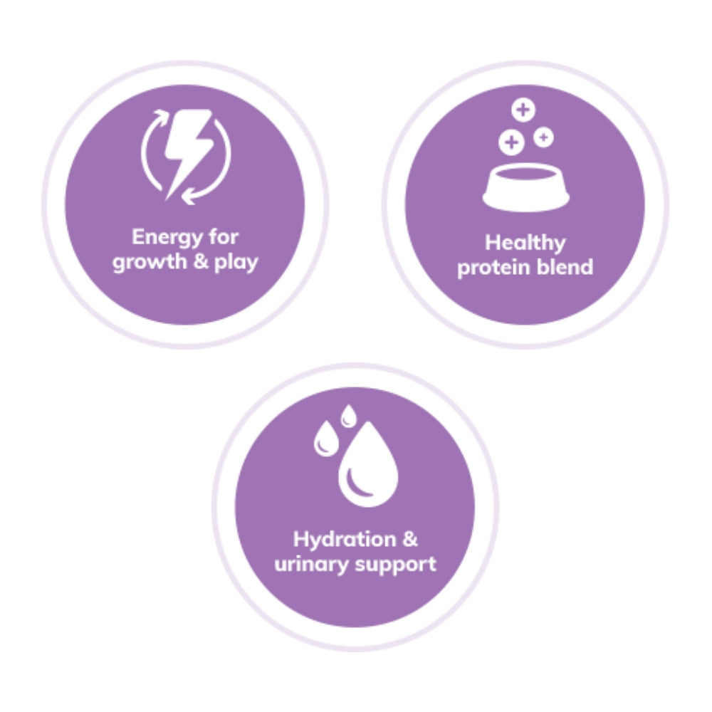 Wellness Complete Health Pate Turkey & Salmon Canned Cat Food, 5.5 oz