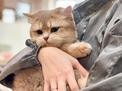 (Weekday) Professional Grooming Course Full Course Bundle