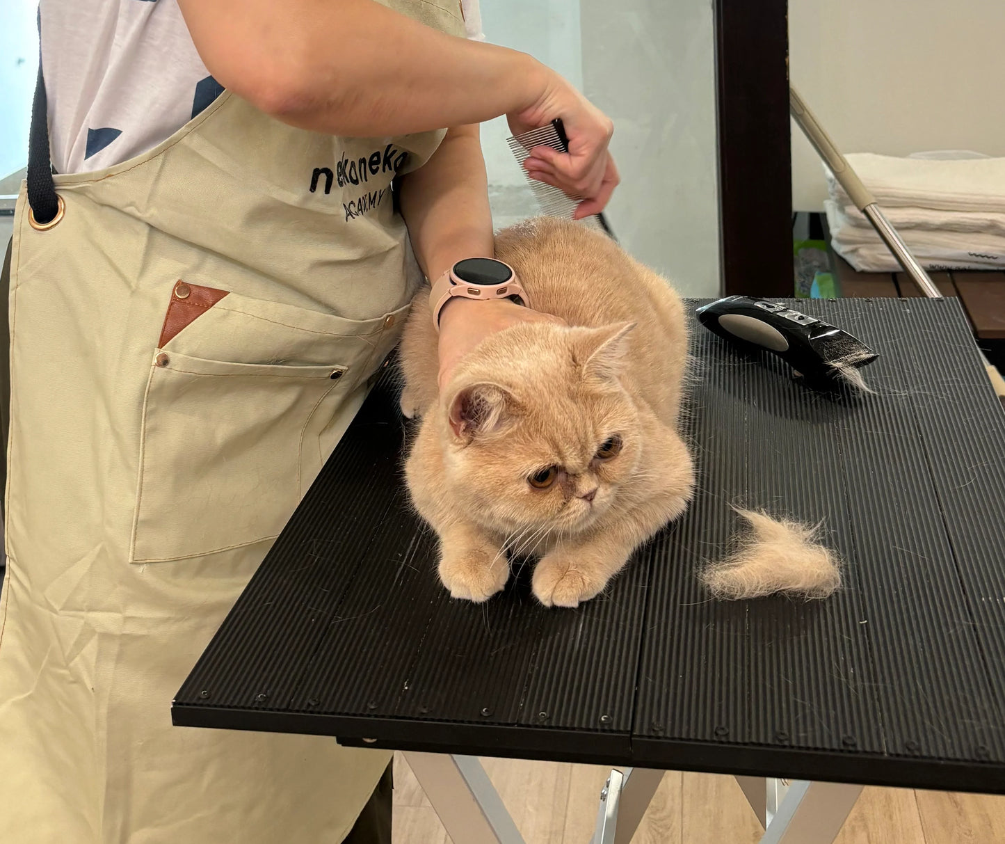 Basic Cat Grooming Class - May 30