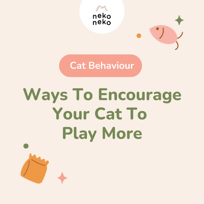 Cat Behaviour: Ways to Encourage Your Cat to Play More