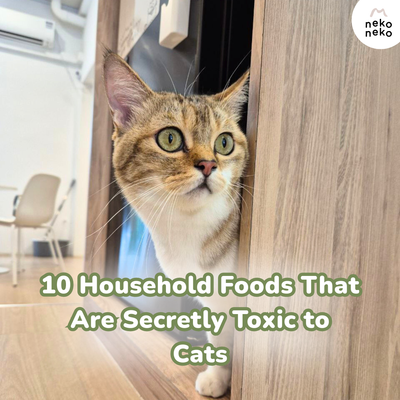 10 Household Foods That Are Secretly Toxic to Cats