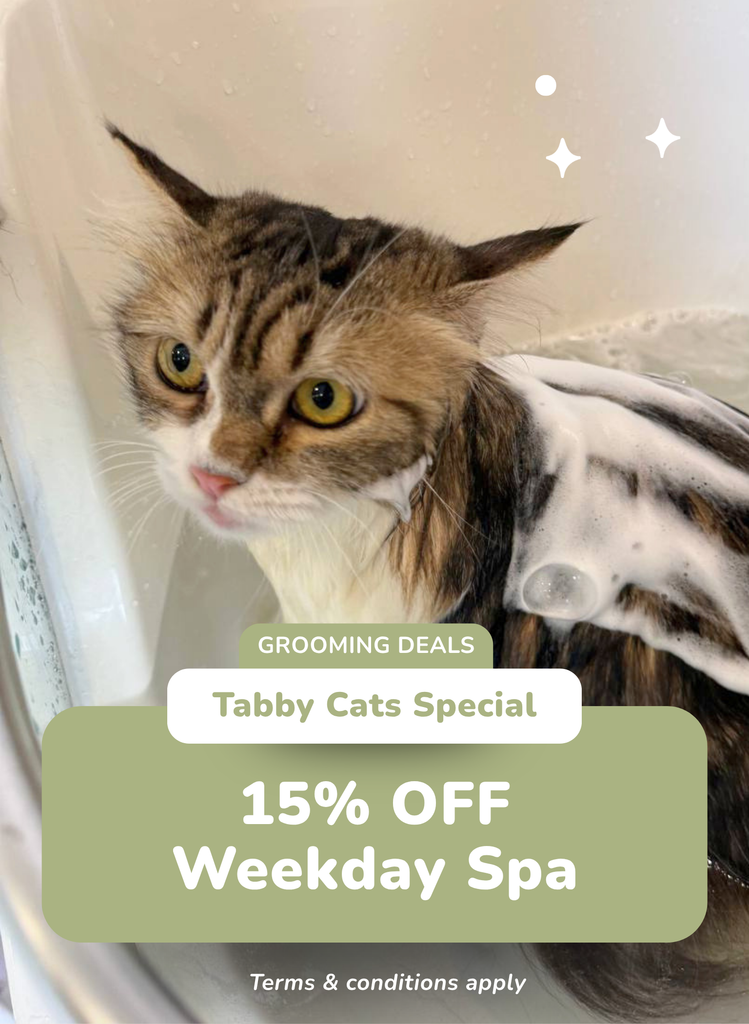 15% OFF Spa for Tabby Cats