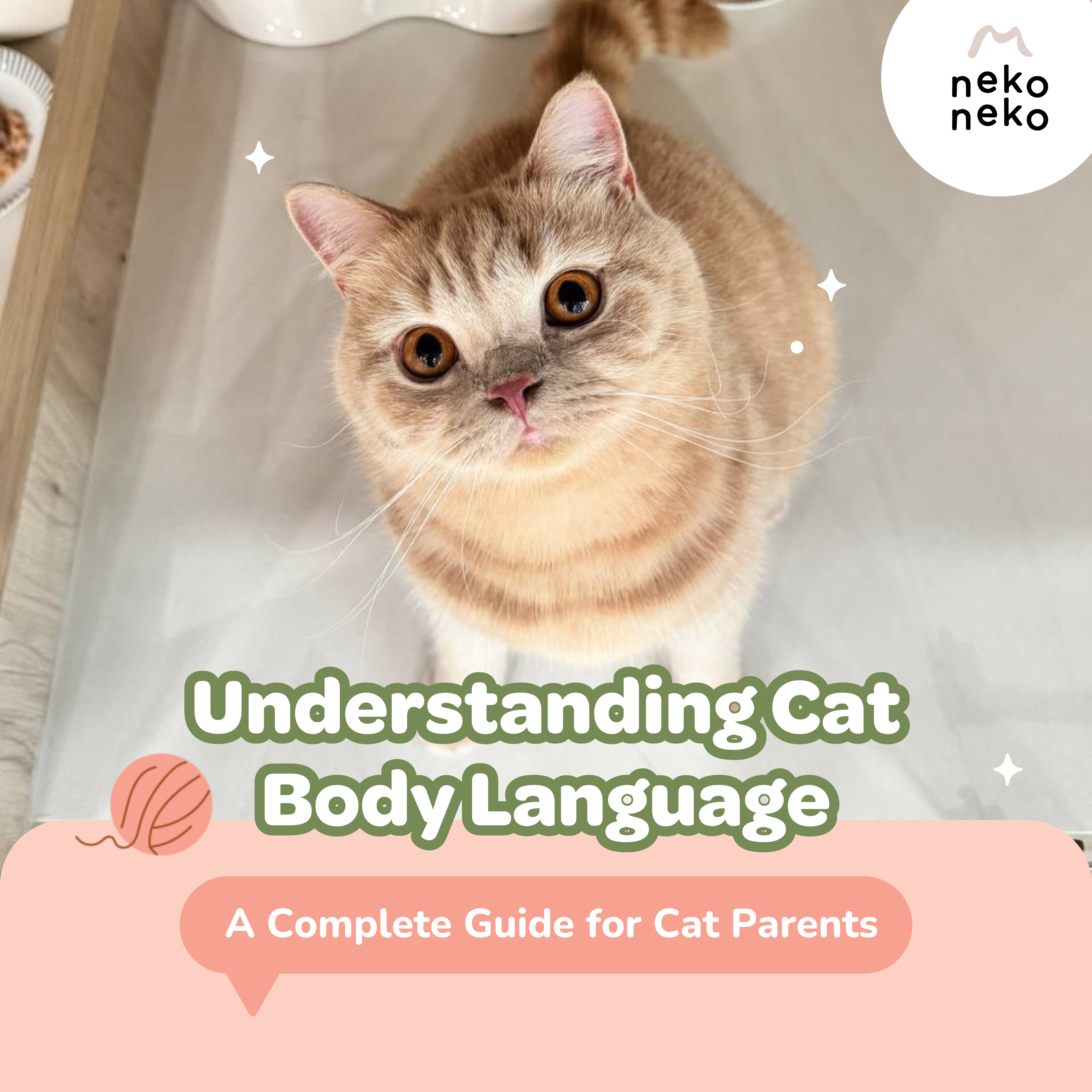 Understanding Cat Body Language: A Complete Guide for Cat Parents