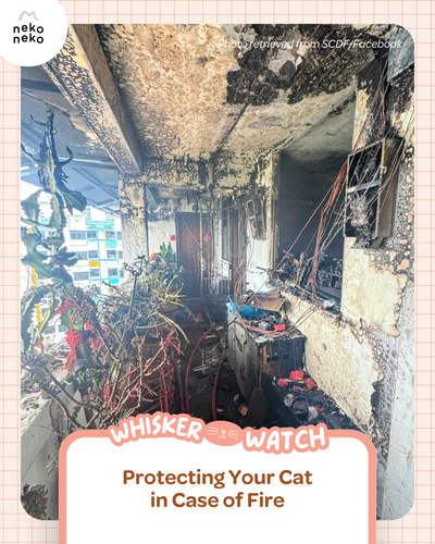 Whisker Watch: Protecting Your Cat in Case of Fire