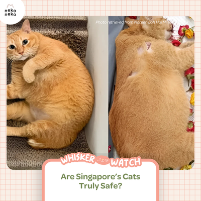 Whisker Watch: Are Singapore’s Cats Truly Safe?