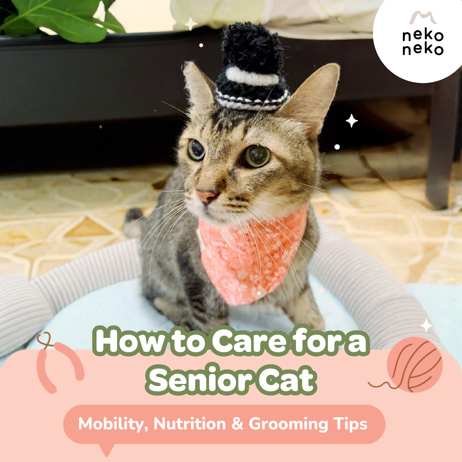 How to Care for a Senior Cat: Mobility, Nutrition & Grooming Tips