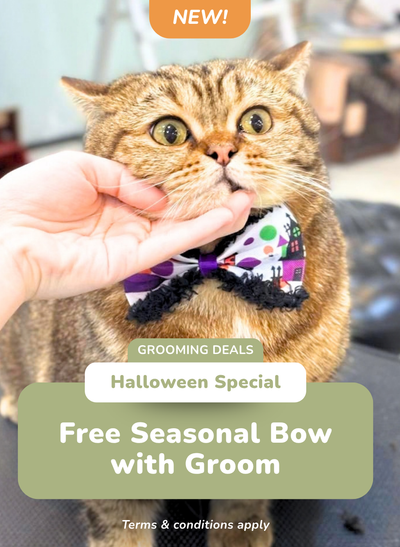 Free Seasonal Bow/Collar with Groom