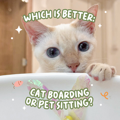 Which is Better:  Cat Sitting or Boarding?