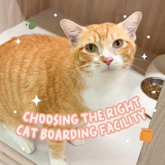 Choosing the Right Cat Boarding Facility