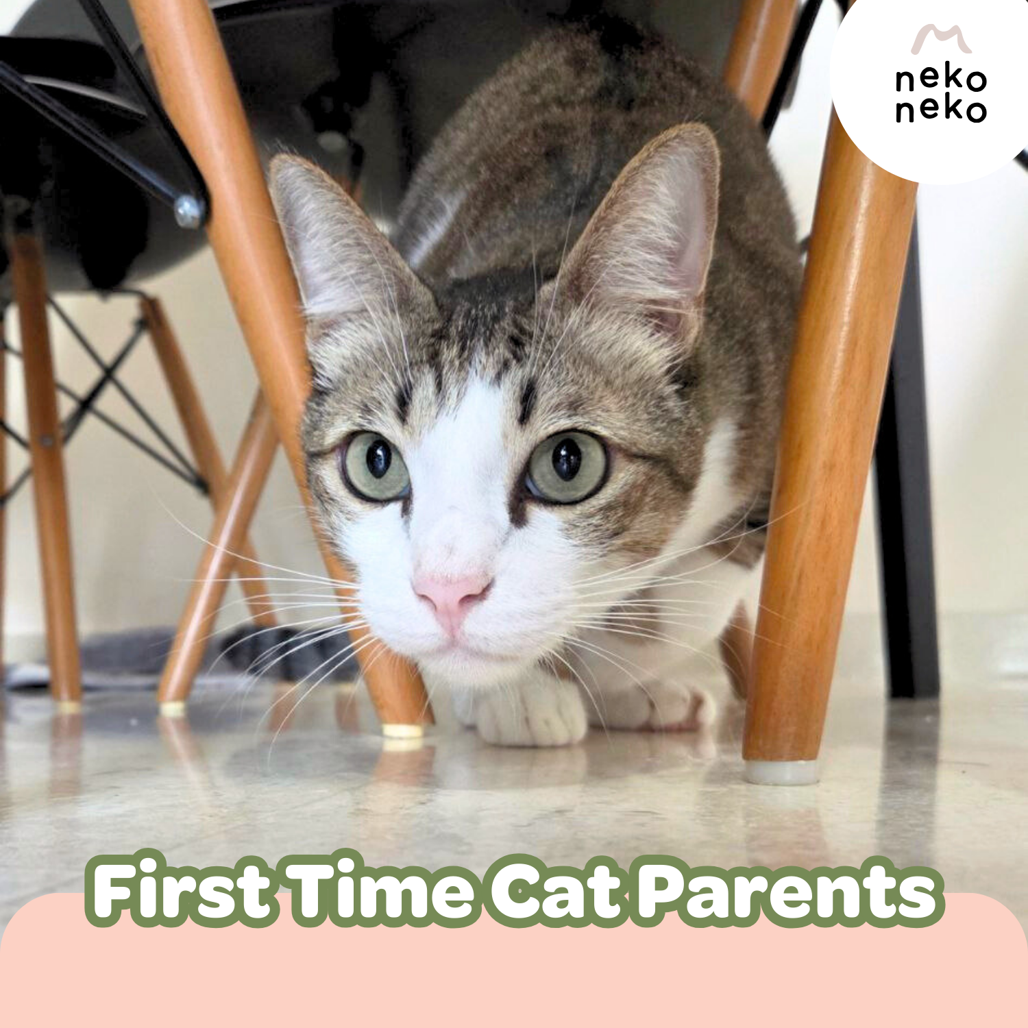 First-Time Cat Parent? Here’s What to Expect