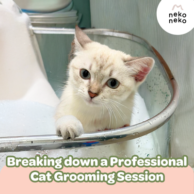 Breaking down a Professional Cat Grooming Session
