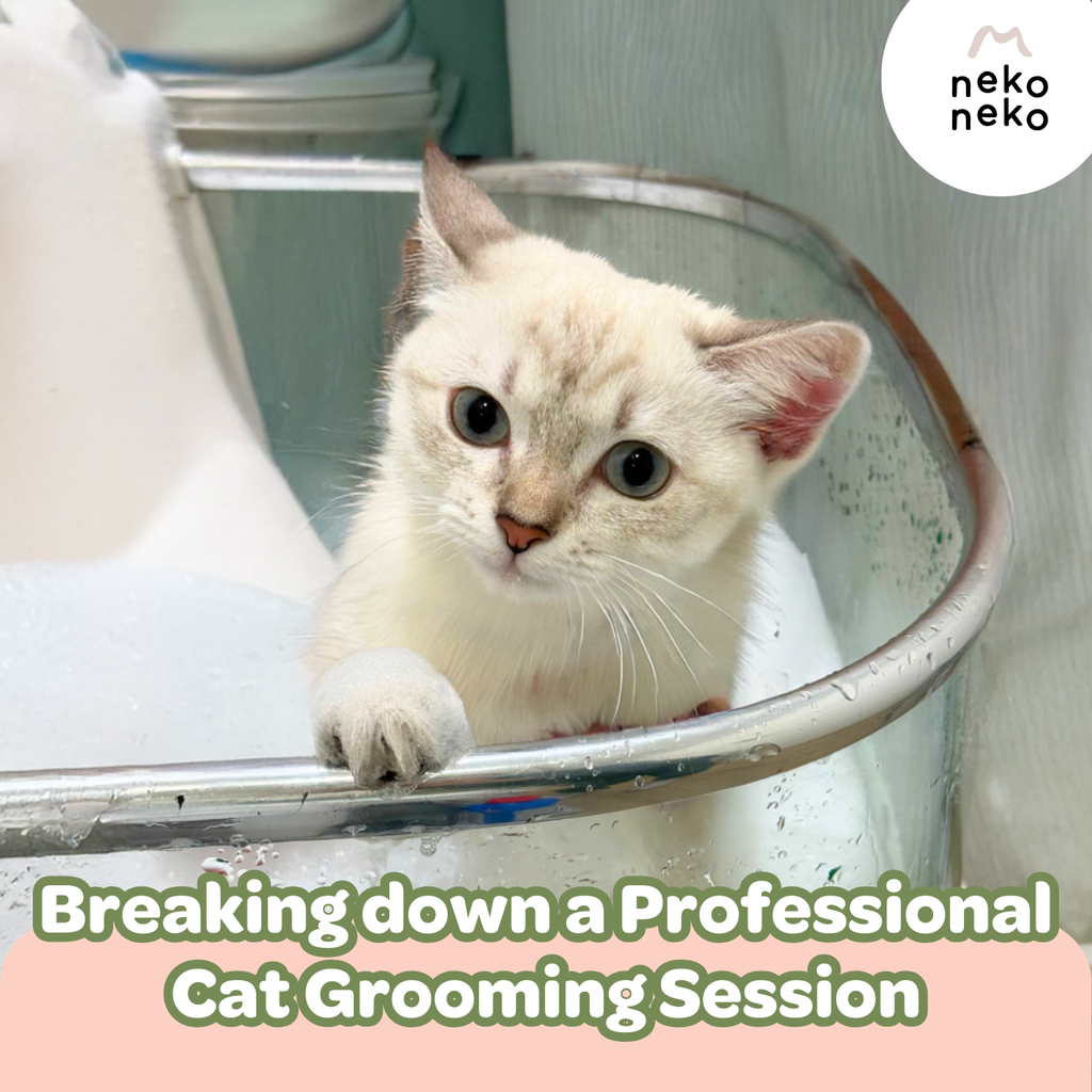 Breaking down a Professional Cat Grooming Session
