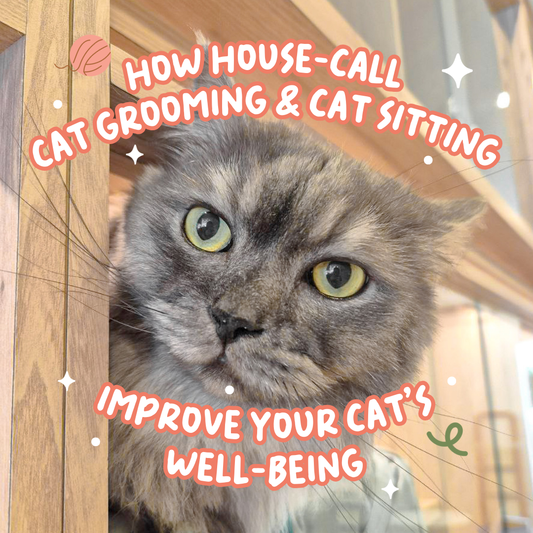 How House-Call Cat Grooming & Cat Sitting Improve Your Cat’s Well-Being