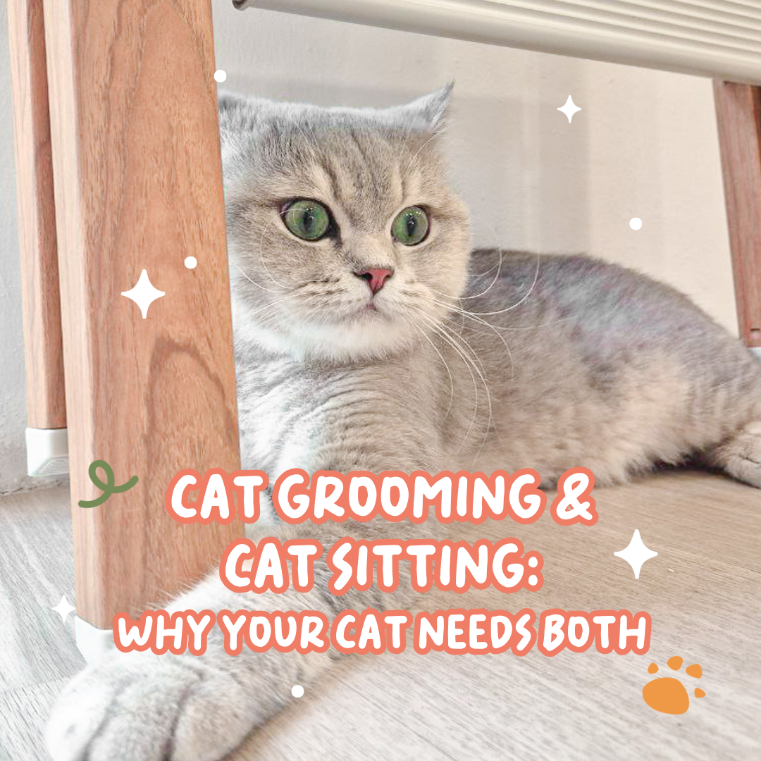 The Connection Between Grooming & Cat Sitting: Why Your Cat Needs Both