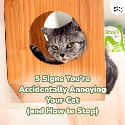 5 Signs You're Accidentally Annoying Your Cat (and How to Stop)