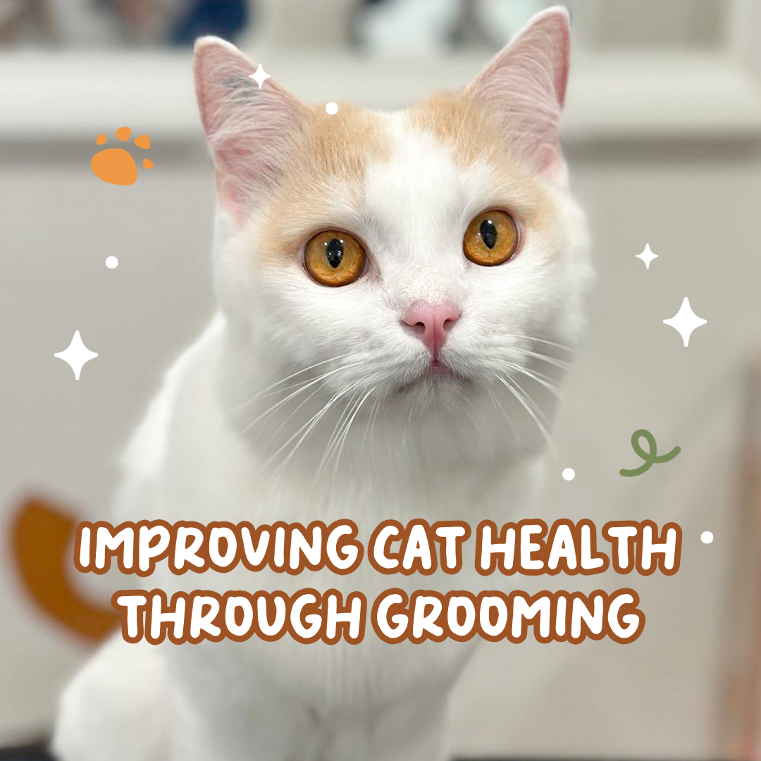 Improving Cat Health through Grooming