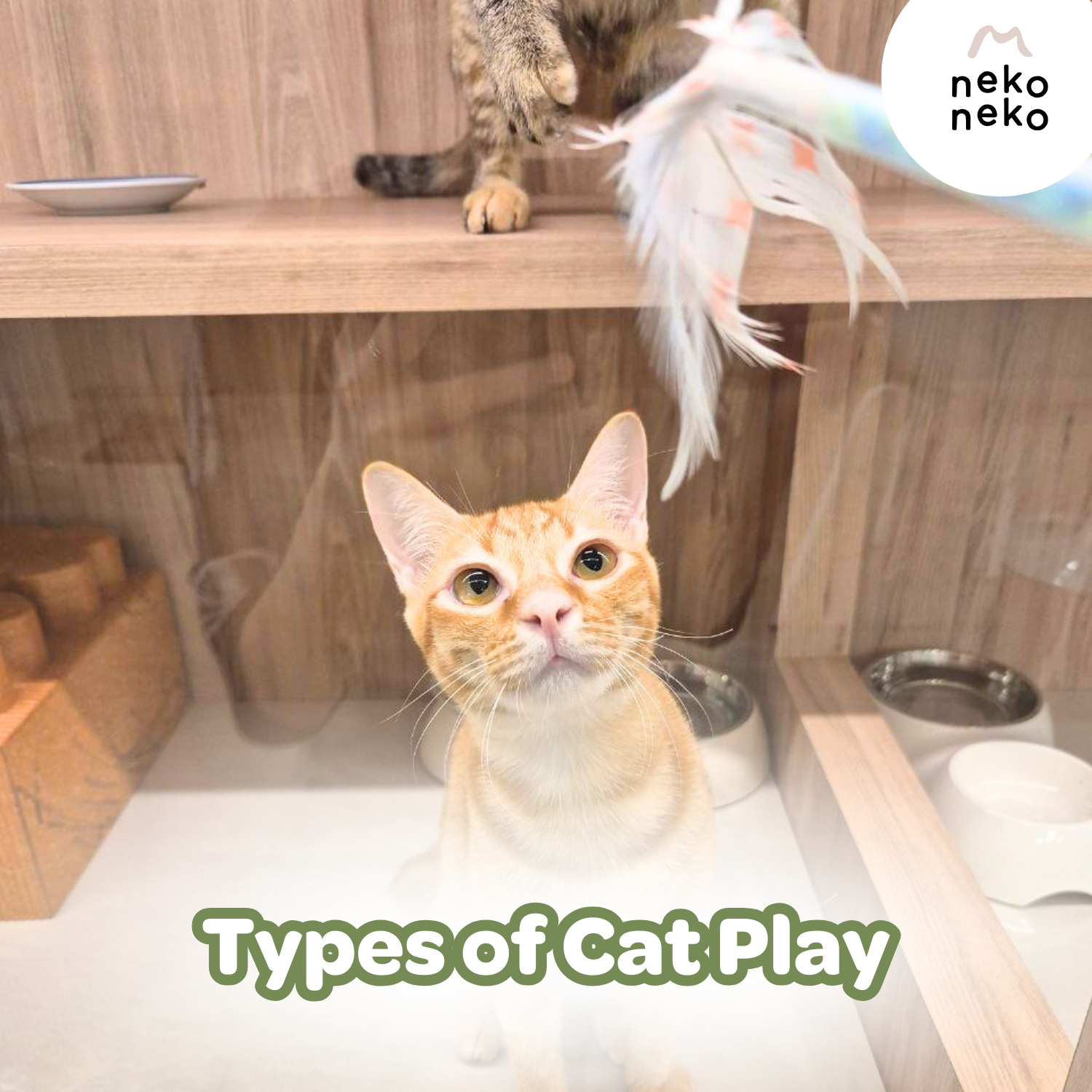 5 Types of Play Your Cat Actually Needs – Neko Neko
