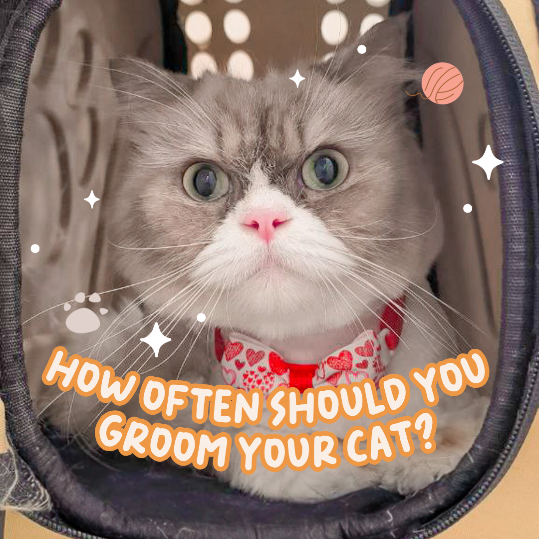 How Often Should You Groom Your Cat?
