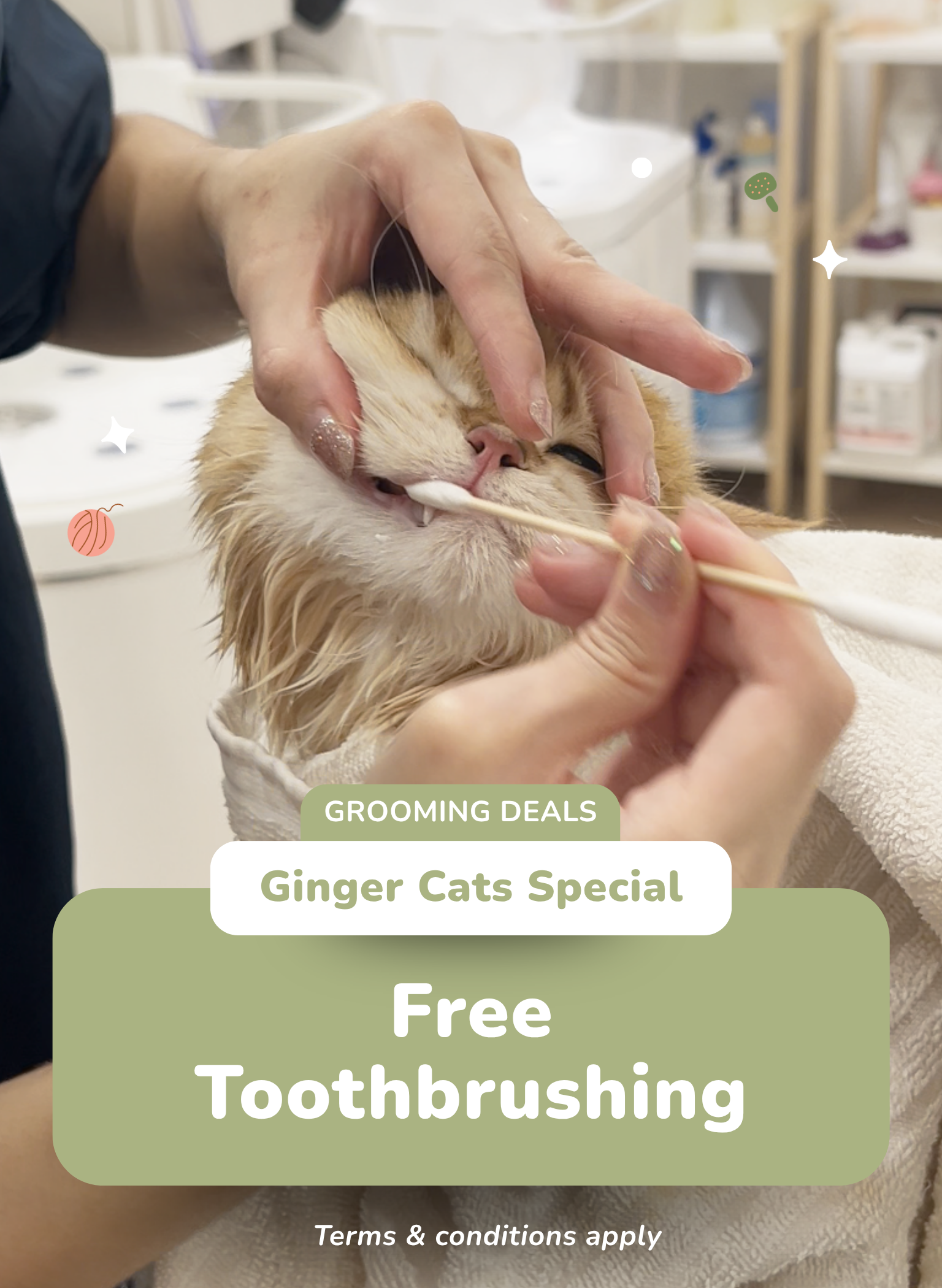 Free Toothbrushing for Orange Kitties