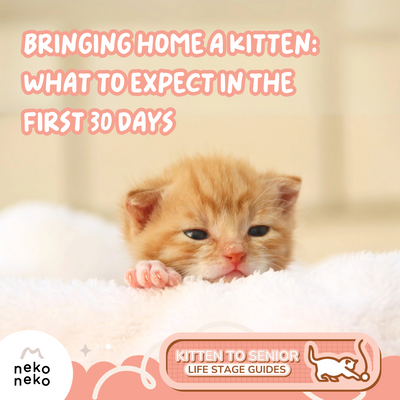 Kitten Care Guide: What to Expect in the First 30 Days