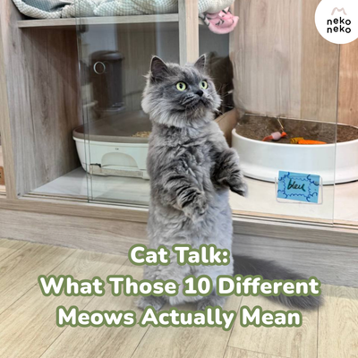 Cat Talk: What Those 10 Different Meows Actually Mean