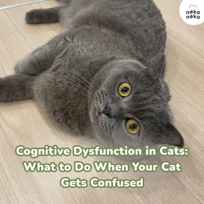 Cognitive Dysfunction in Cats: What to Do When Your Cat Gets Confused