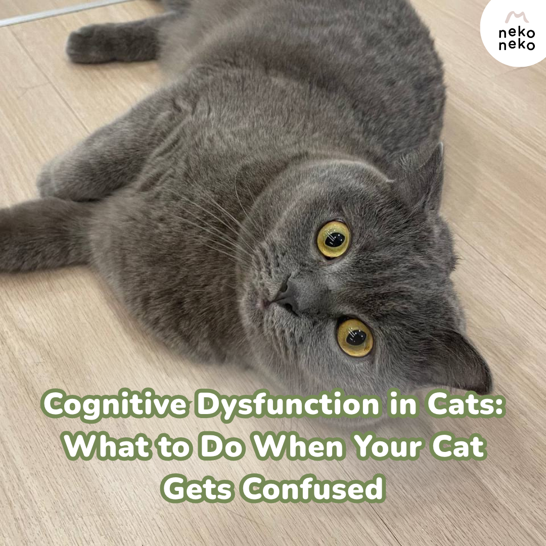 Cognitive Dysfunction in Cats: What to Do When Your Cat Gets Confused