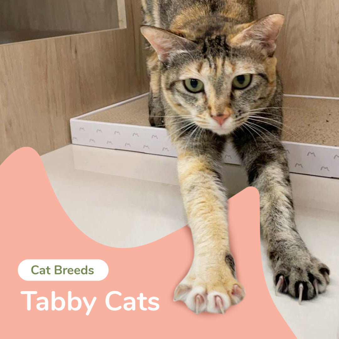 Cat Breeds - Tabby Cats