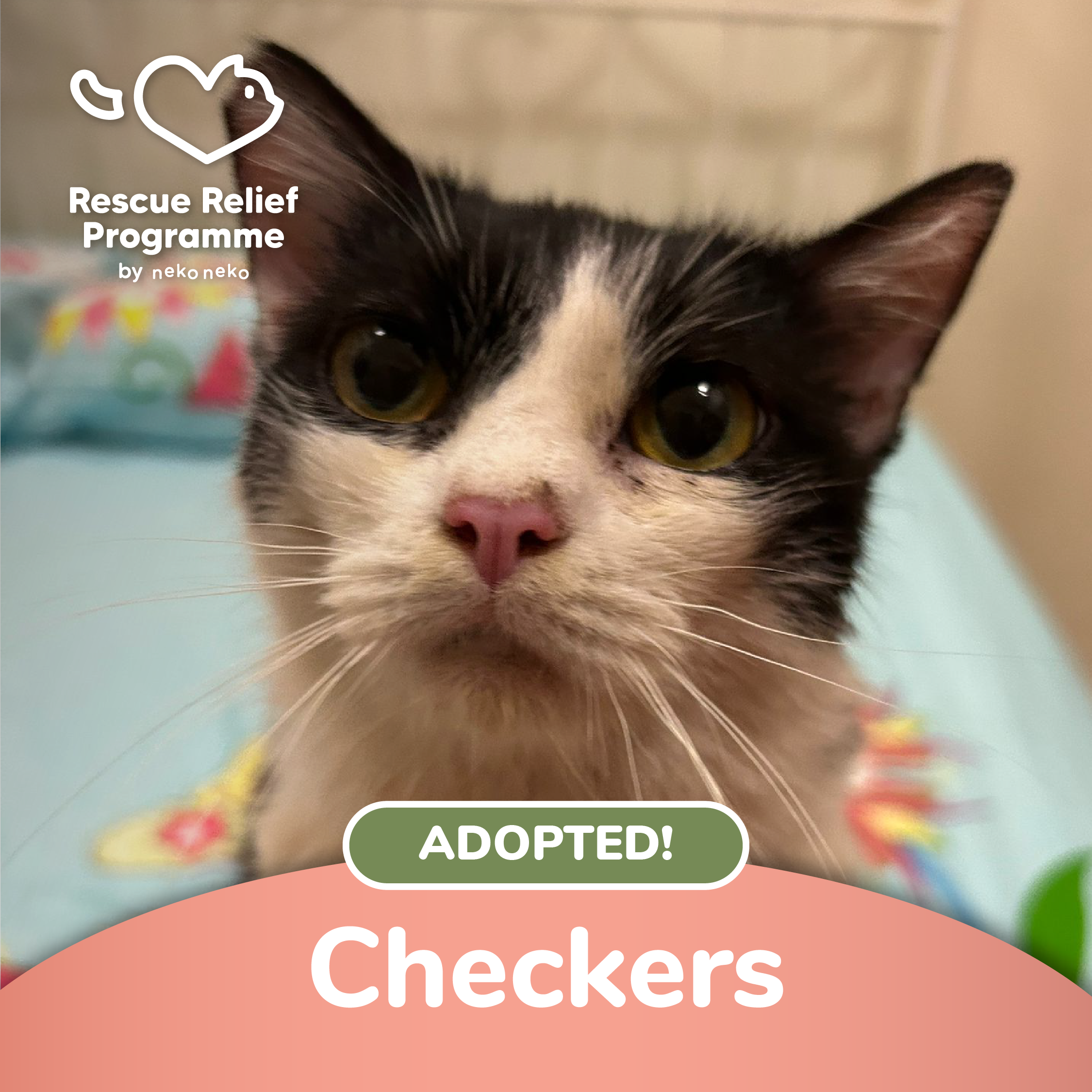 Checkers – Neko Neko