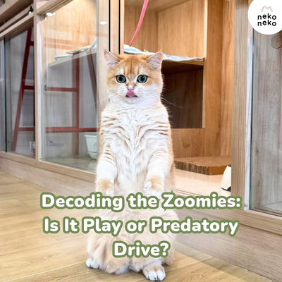 Decoding the Zoomies: Is It Play or Predatory Drive?