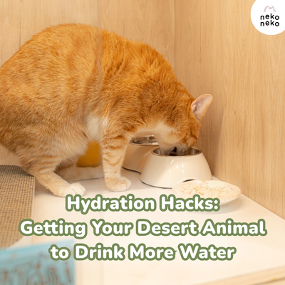 Hydration Hacks: Getting Your Desert Animal to Drink More Water