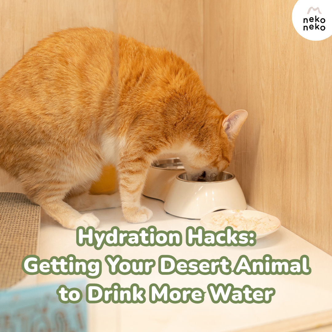 Hydration Hacks: Getting Your Desert Animal to Drink More Water