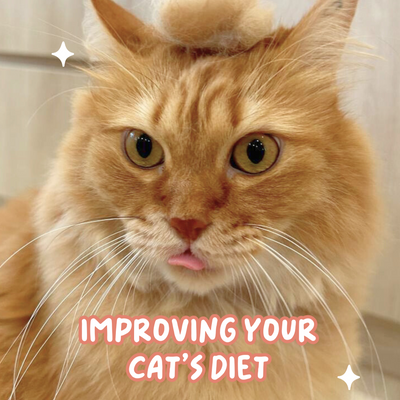 Improving Your Cat's Diet