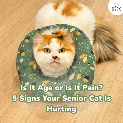 Is It Age or Is It Pain? 5 Signs Your Senior Cat Is Hurting