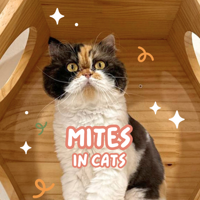 Mites in Cats