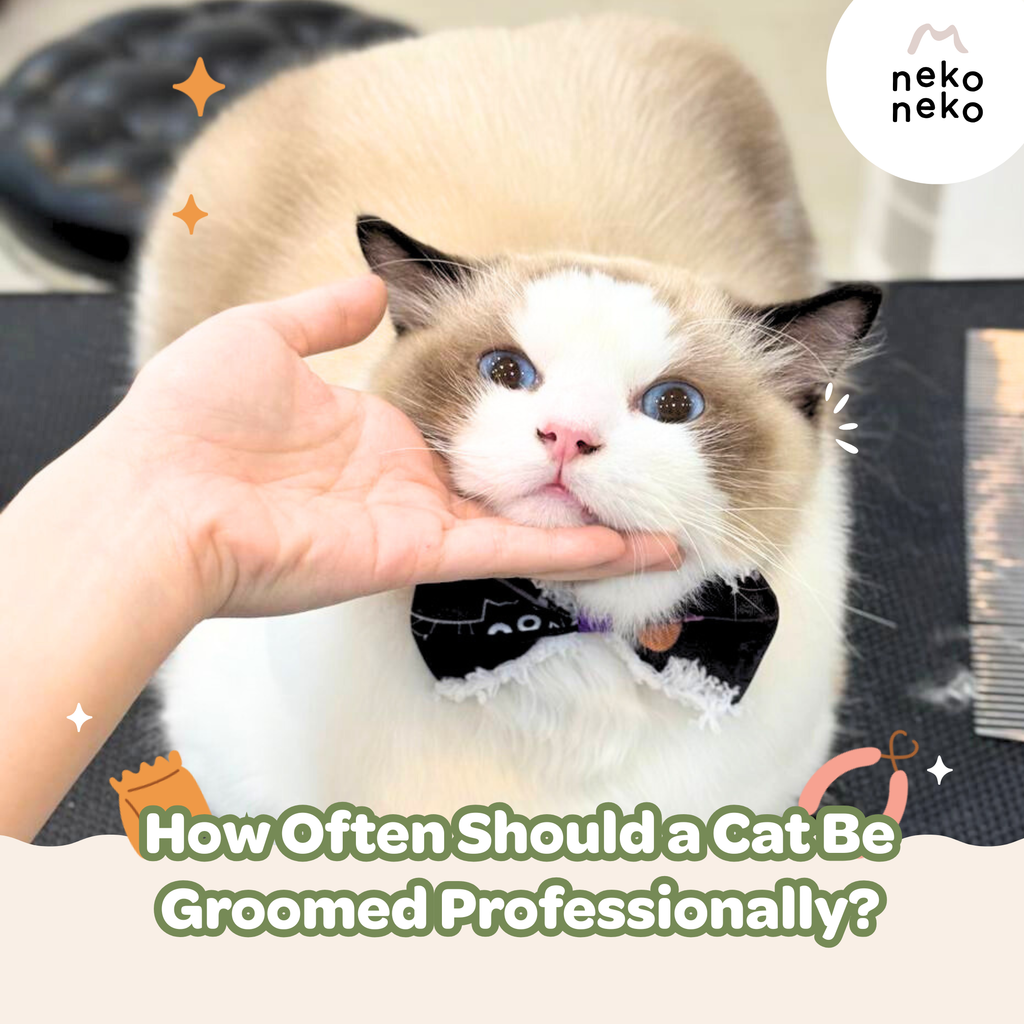 How Often Should a Cat Be Groomed Professionally