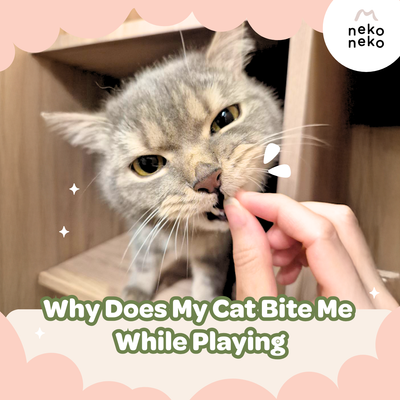 Why Does My Cat Bite Me While Playing?