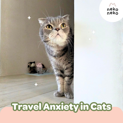 Travel Anxiety in Cats: Signs and Soothing Tips for Stress-Free Journeys